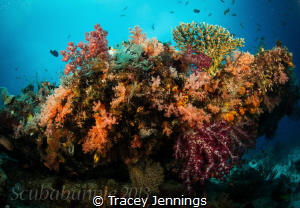 exploratory diving - Indonesia by Tracey Jennings 
